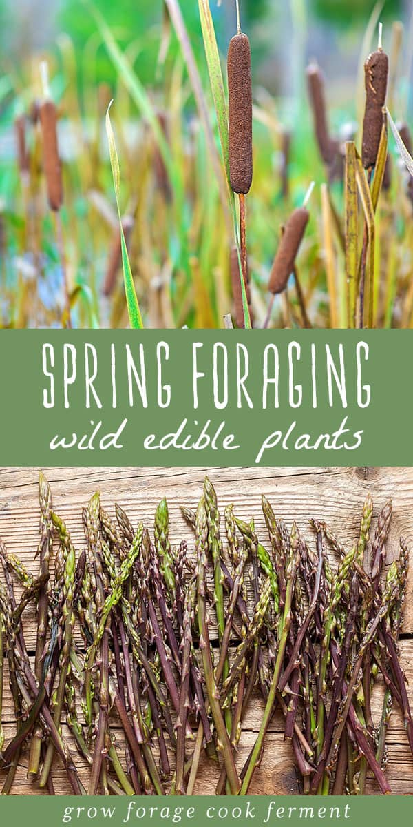 What to Forage in Spring: 20 Edible and Medicinal Plants and Fungi