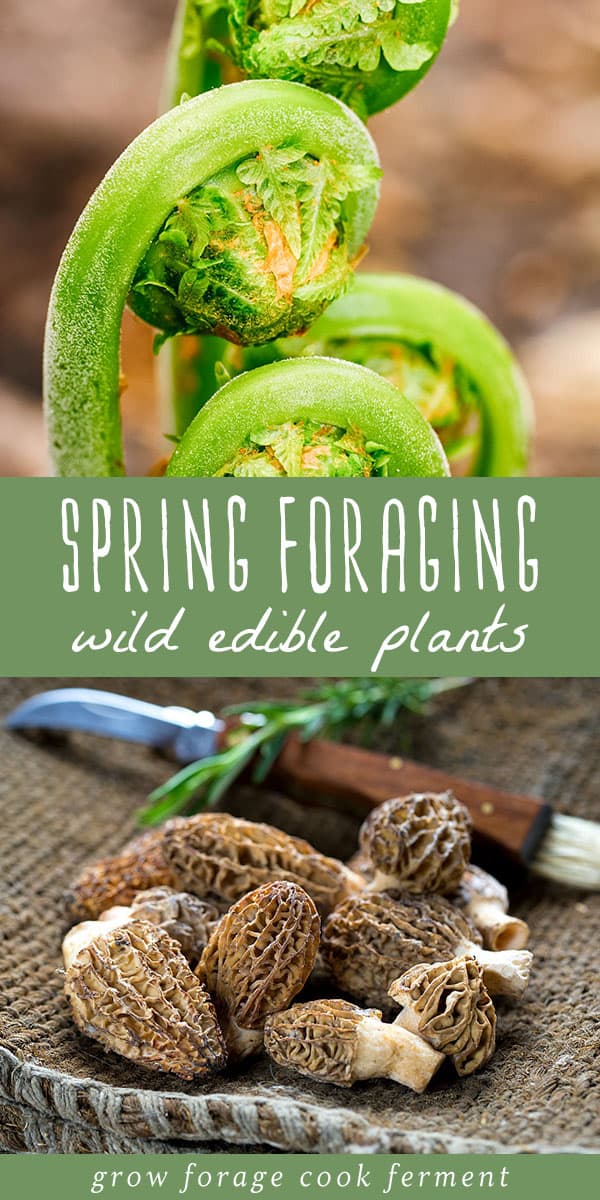 What to Forage in Spring 20 Edible and Medicinal Plants and Fungi