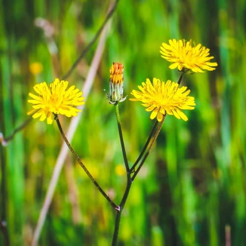 Dandelion Foraging Identification, Lookalikes, and Uses