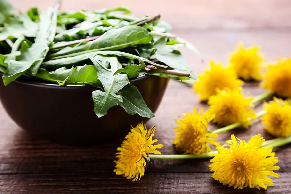 Dandelion is one of the most common wild plants to forage for. It's highly nutritious, and the entire plant is edible - flower, leaves, and root. Foraging for dandelion is easy, and it's probably growing in your backyard! Learn everything you need to know about how to identify and forage for dandelion, and the many ways dandelion can be used, from pesto to wine and more. a bowl of dandelion greens with flowers nearby