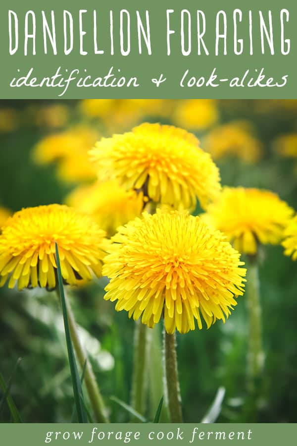 Dandelion is one of the most common wild plants to forage for. It's highly nutritious, and the entire plant is edible - flower, leaves, and root. Foraging for dandelion is easy, and it's probably growing in your backyard! Learn everything you need to know about how to identify and forage for dandelion, and the many ways dandelion can be used, from pesto to wine and more. close up of yellow dandelion blossoms