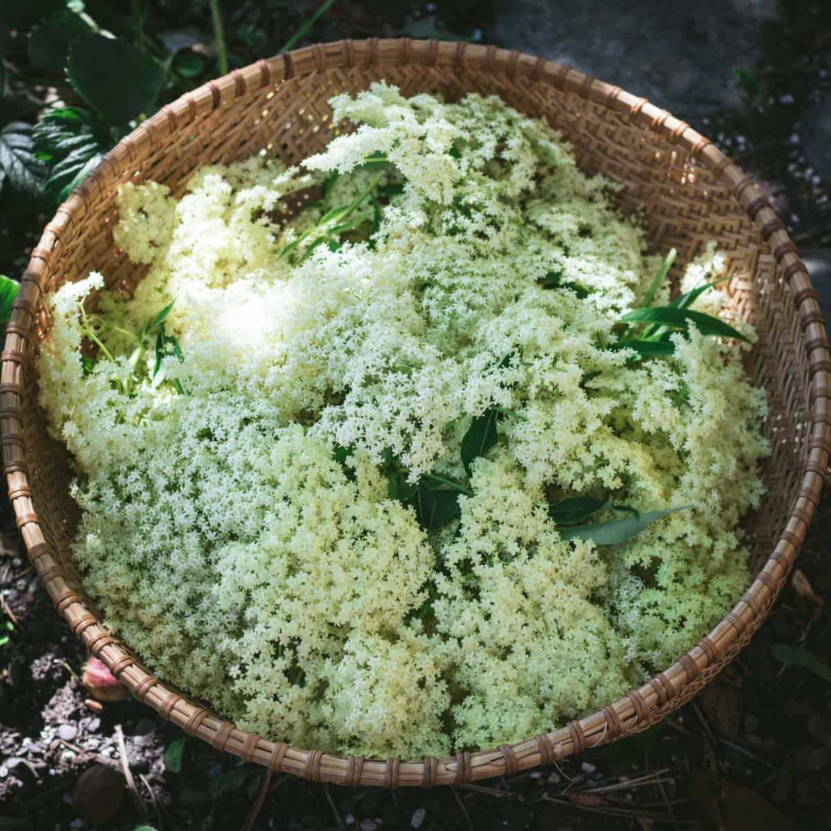 a basket of harvested elderflowers