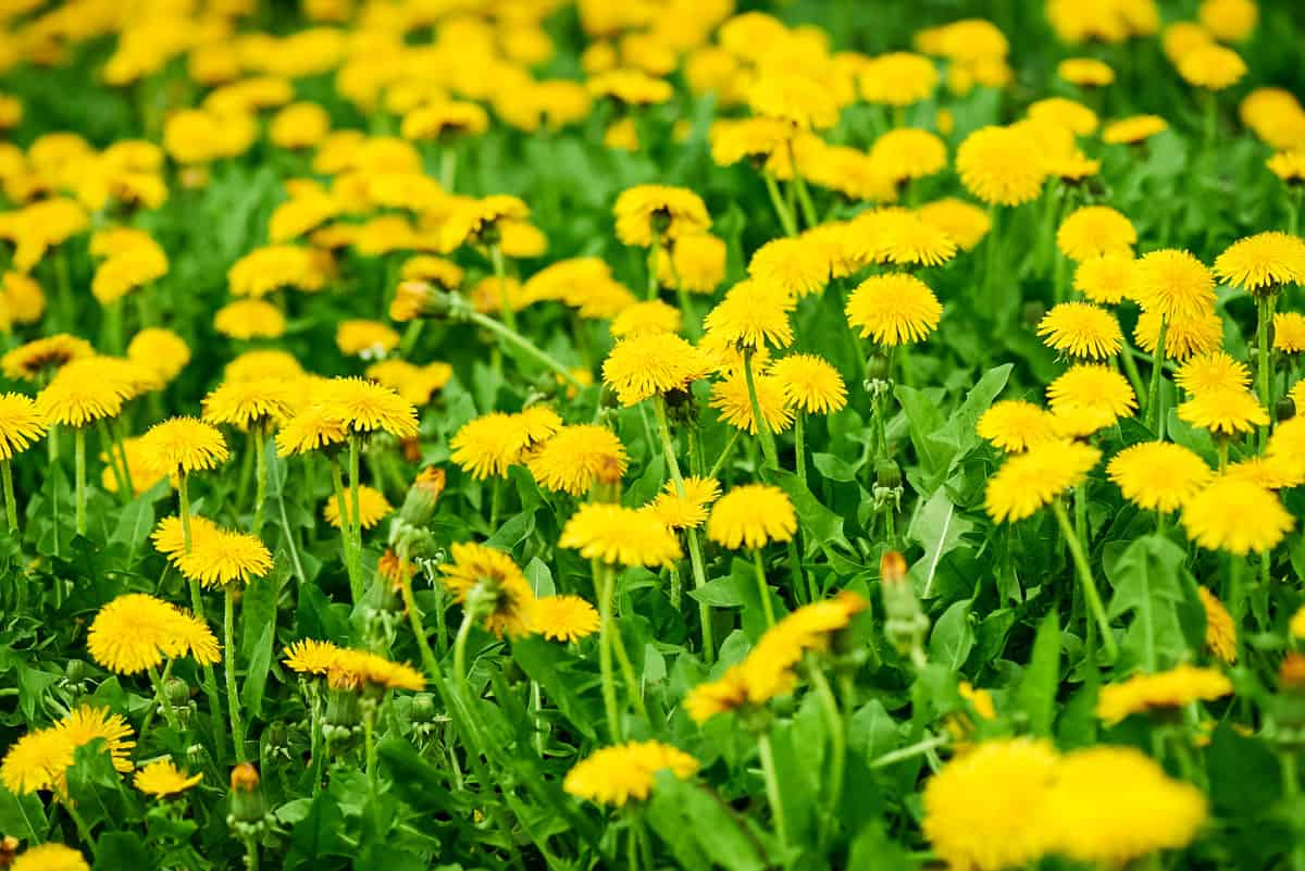 a grassy lawn full of dandelions