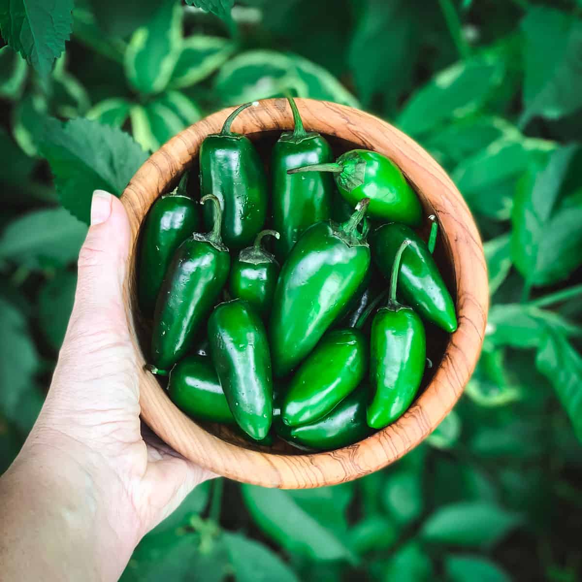 a hand holding a wooden bowl of jalapeno peppers