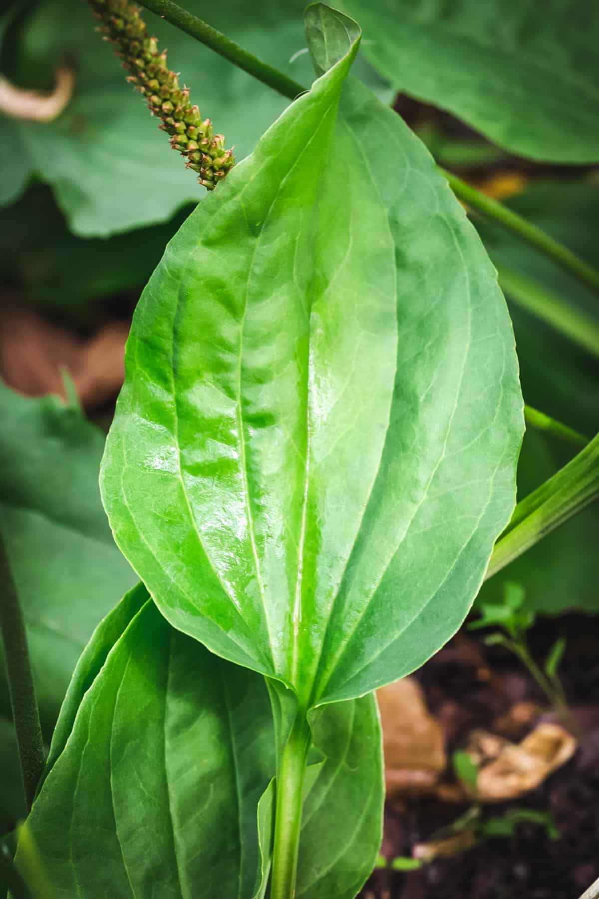 close up of broadleaf plantain leaf