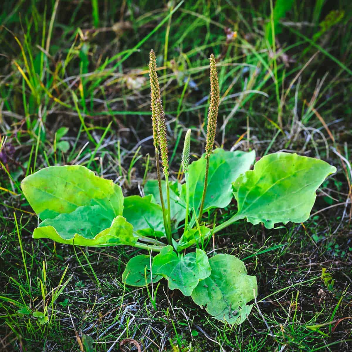 A broadleaf plantain weed growing in low grass. 