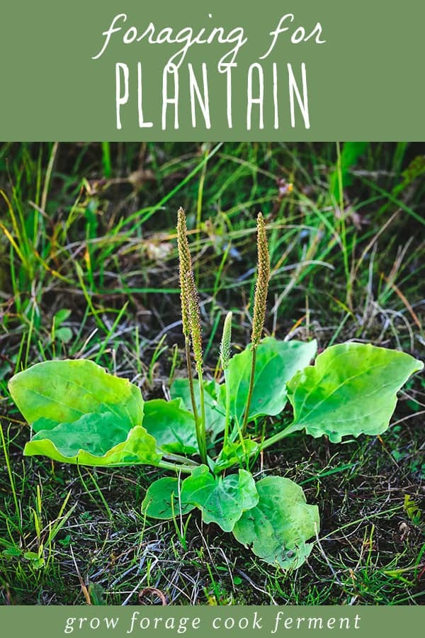 Plantain has a long history of use as a healing plant, often called nature's band-aid. Here’s everything you need to know about foraging and using plantain, including edible and medicinal uses! broadleaf plantain