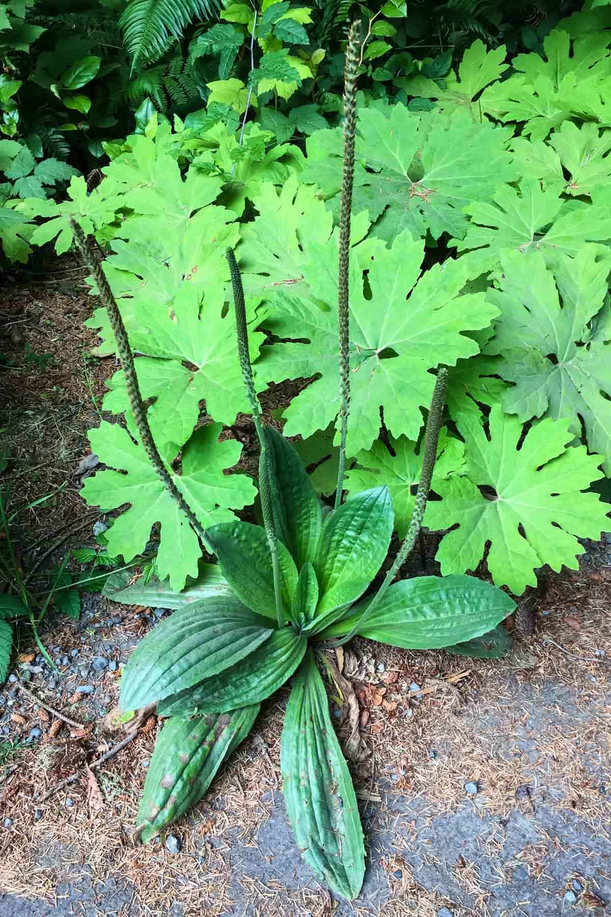 large plantain plant growing from the cement