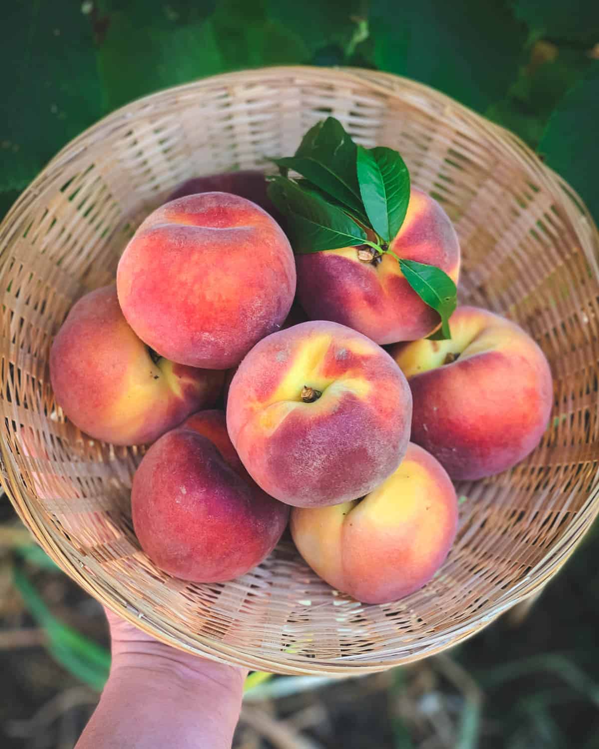 A basket of fresh peaches.