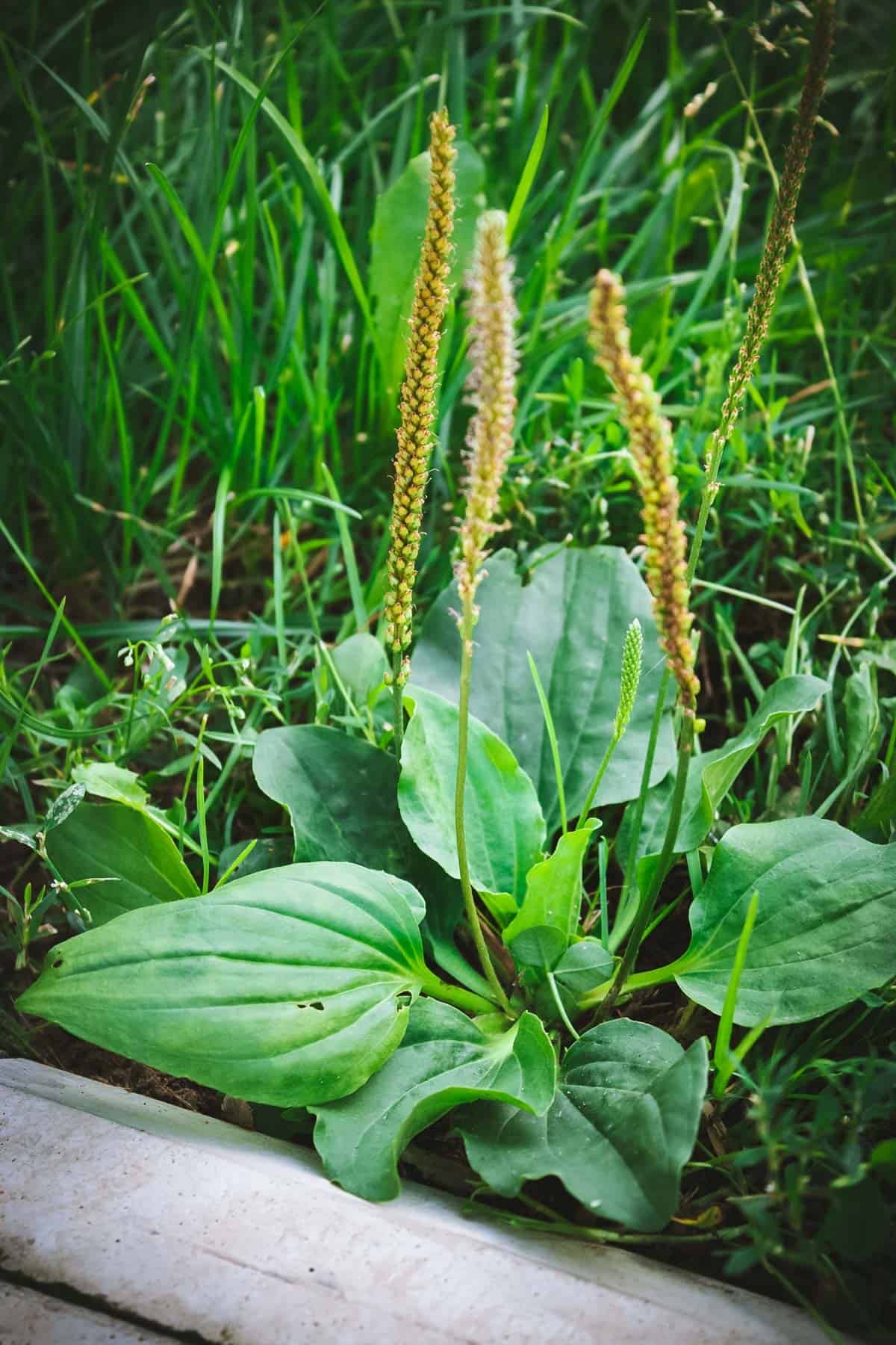 Broadleaf plantain growing in a grassy area.