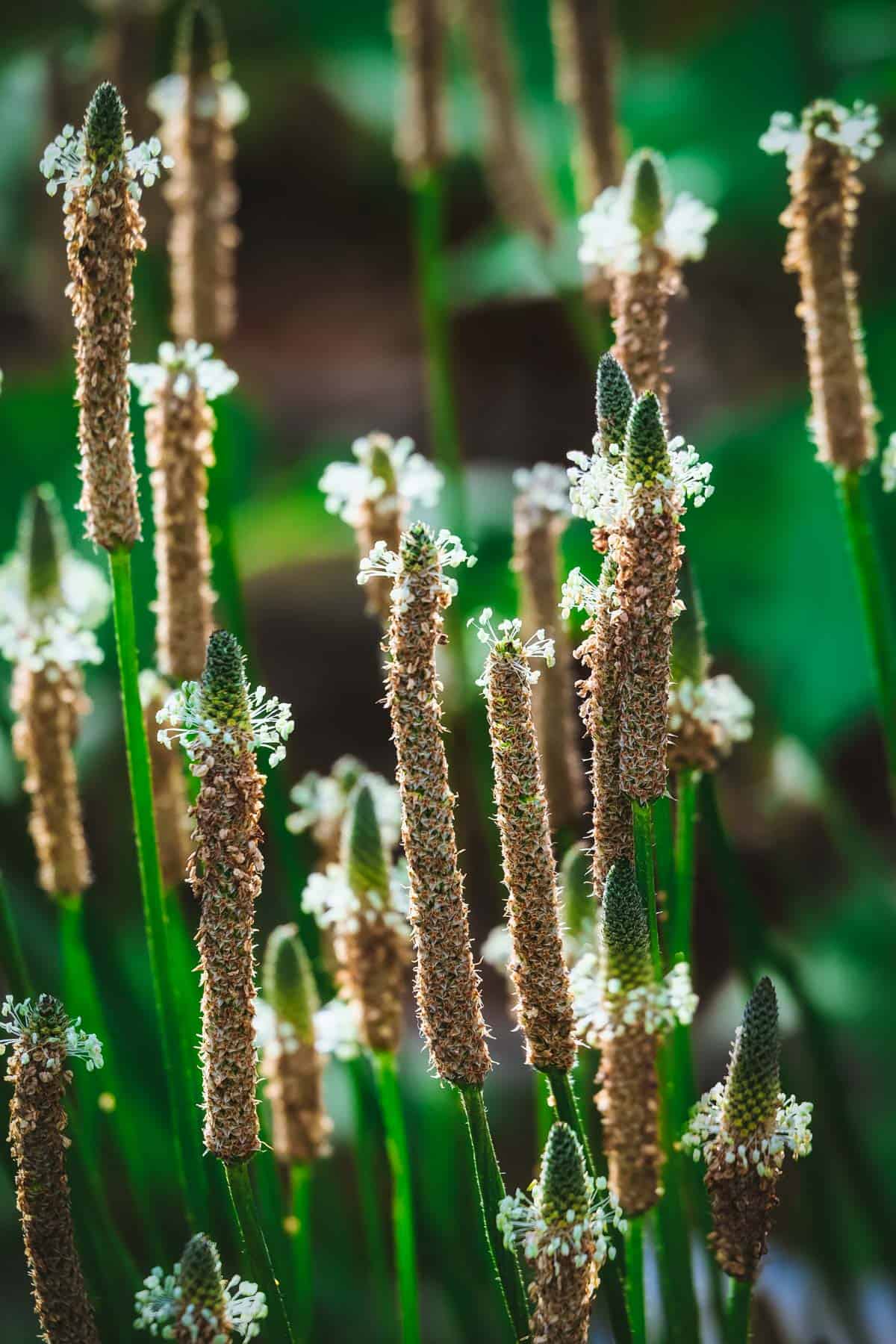 plantain flower spikes