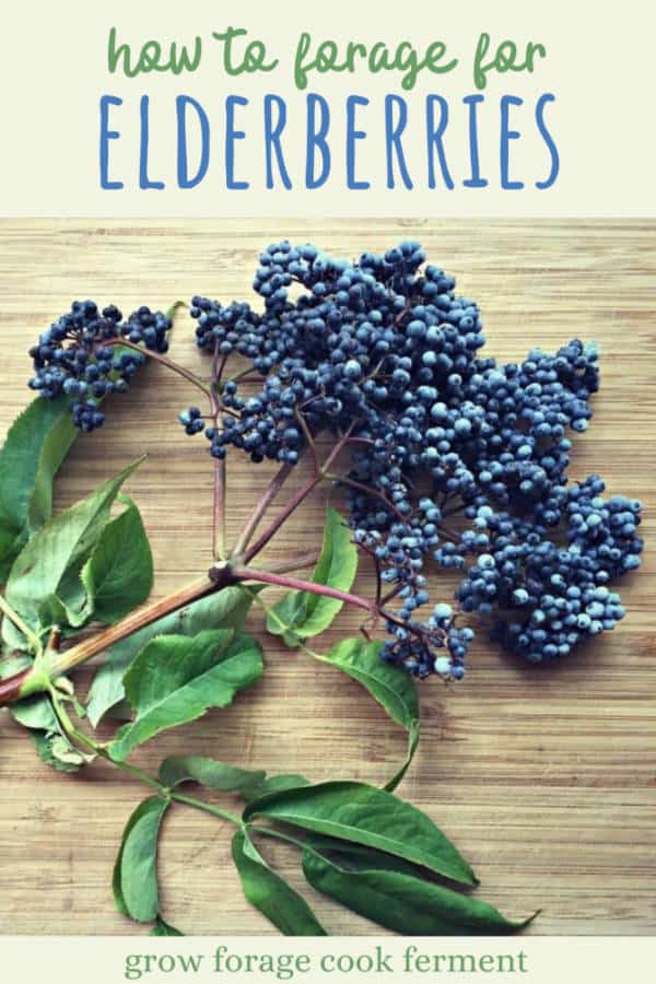 Foraging for Elderberries & Elderflowers Identification, Lookalikes