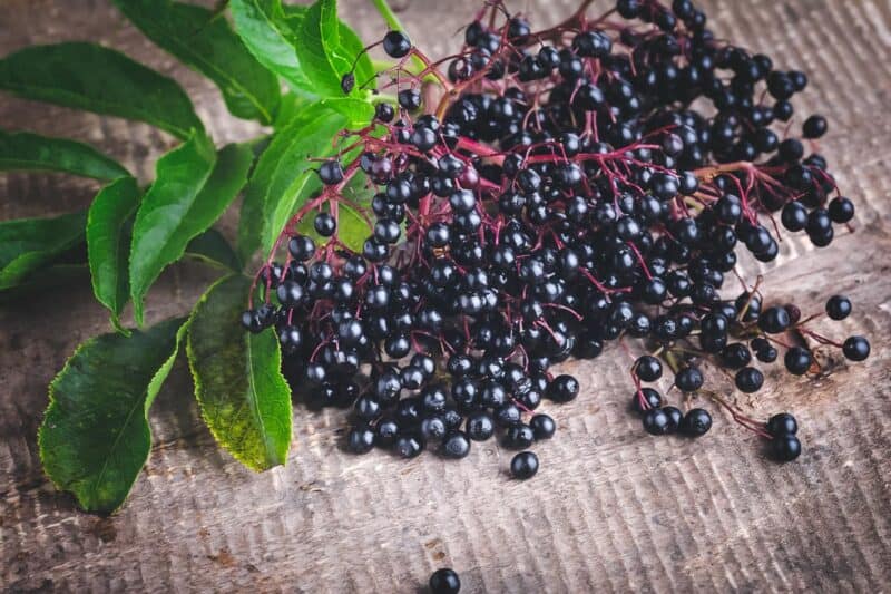 How to Make Elderberry Syrup Simple Recipe with Fresh or Dried Berries