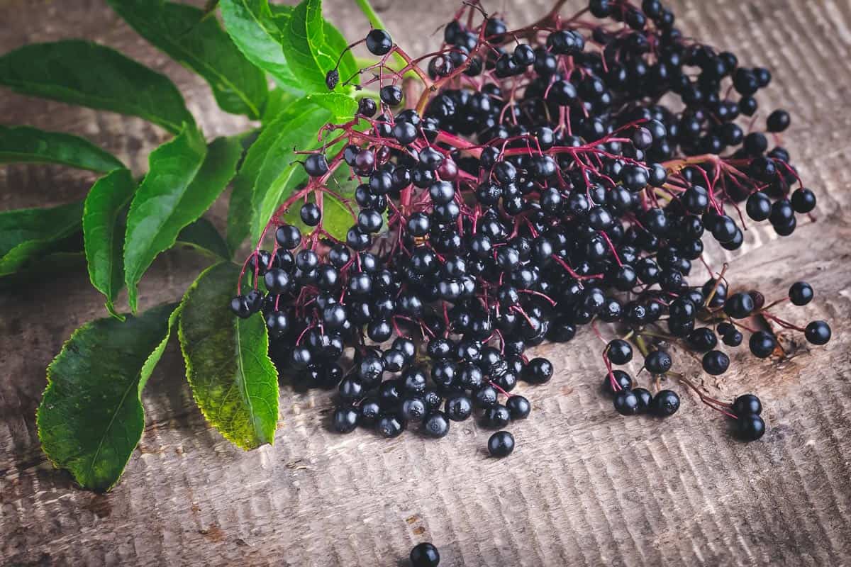 a cluster of black elderberries