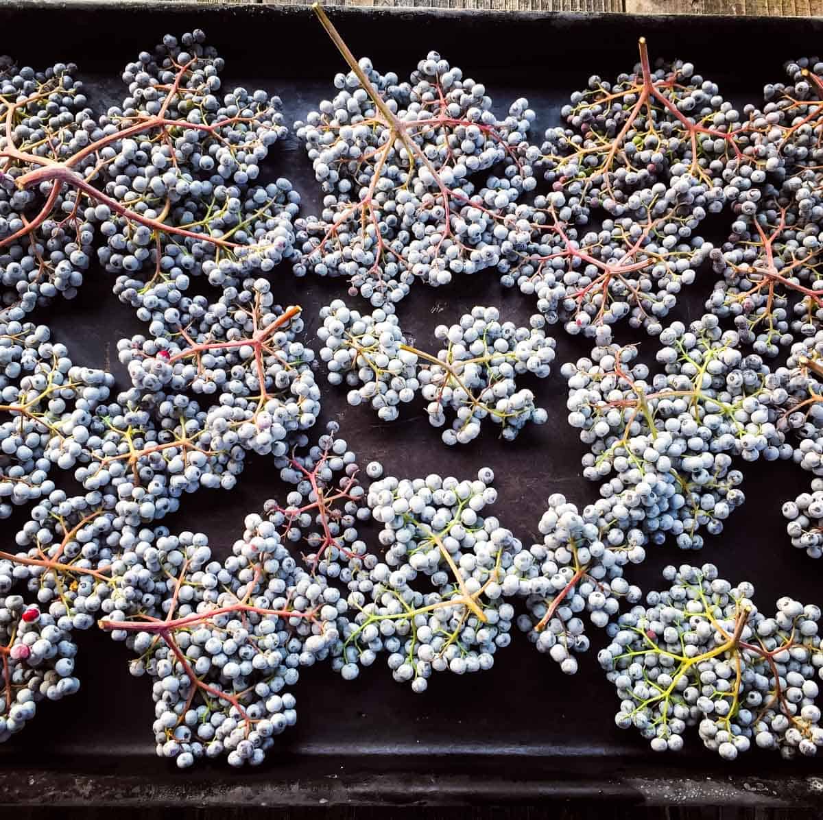 blue elderberry clusters on a sheet pan to be frozen