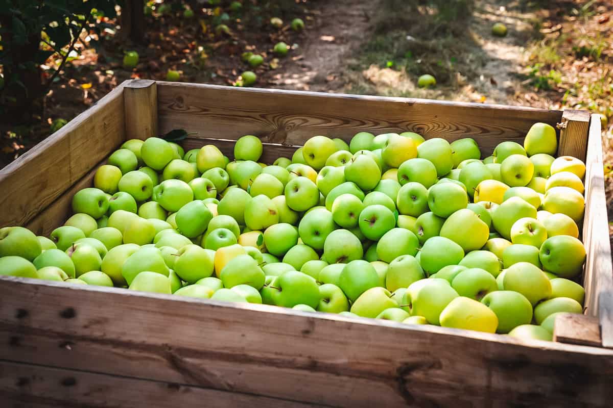 een grote houten krat vol groene appels