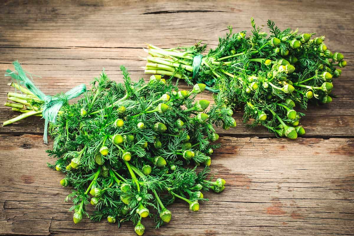 two bunches of pineapple weed on a wooden table