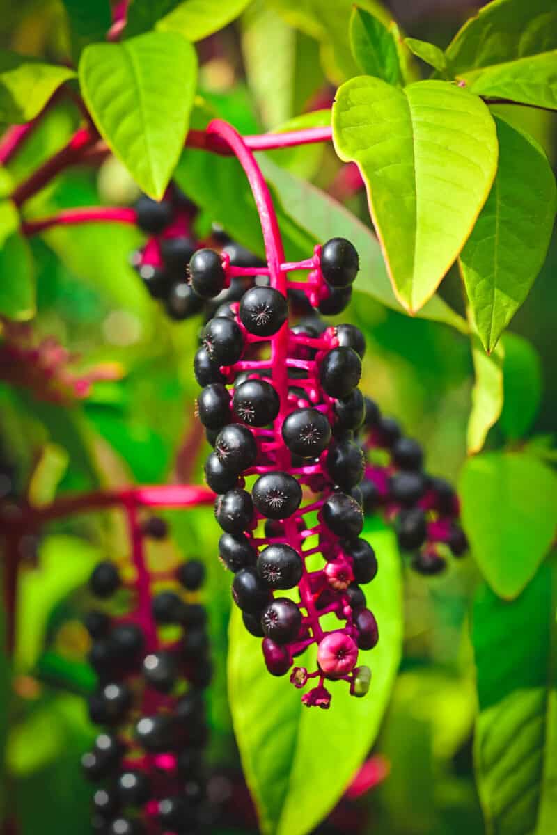Foraging for Elderberries &amp; Elderflowers Identification