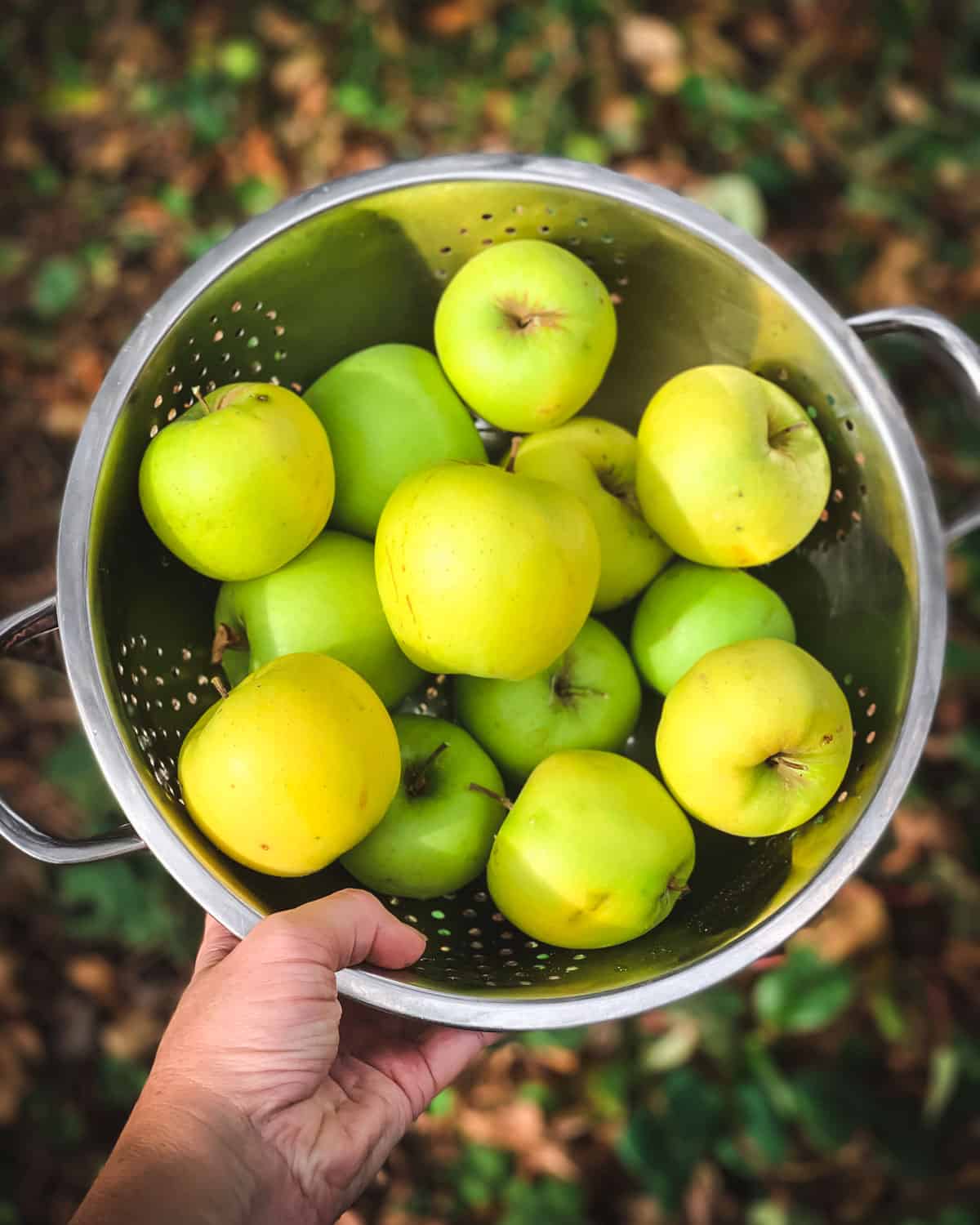 a colandar full of green apples