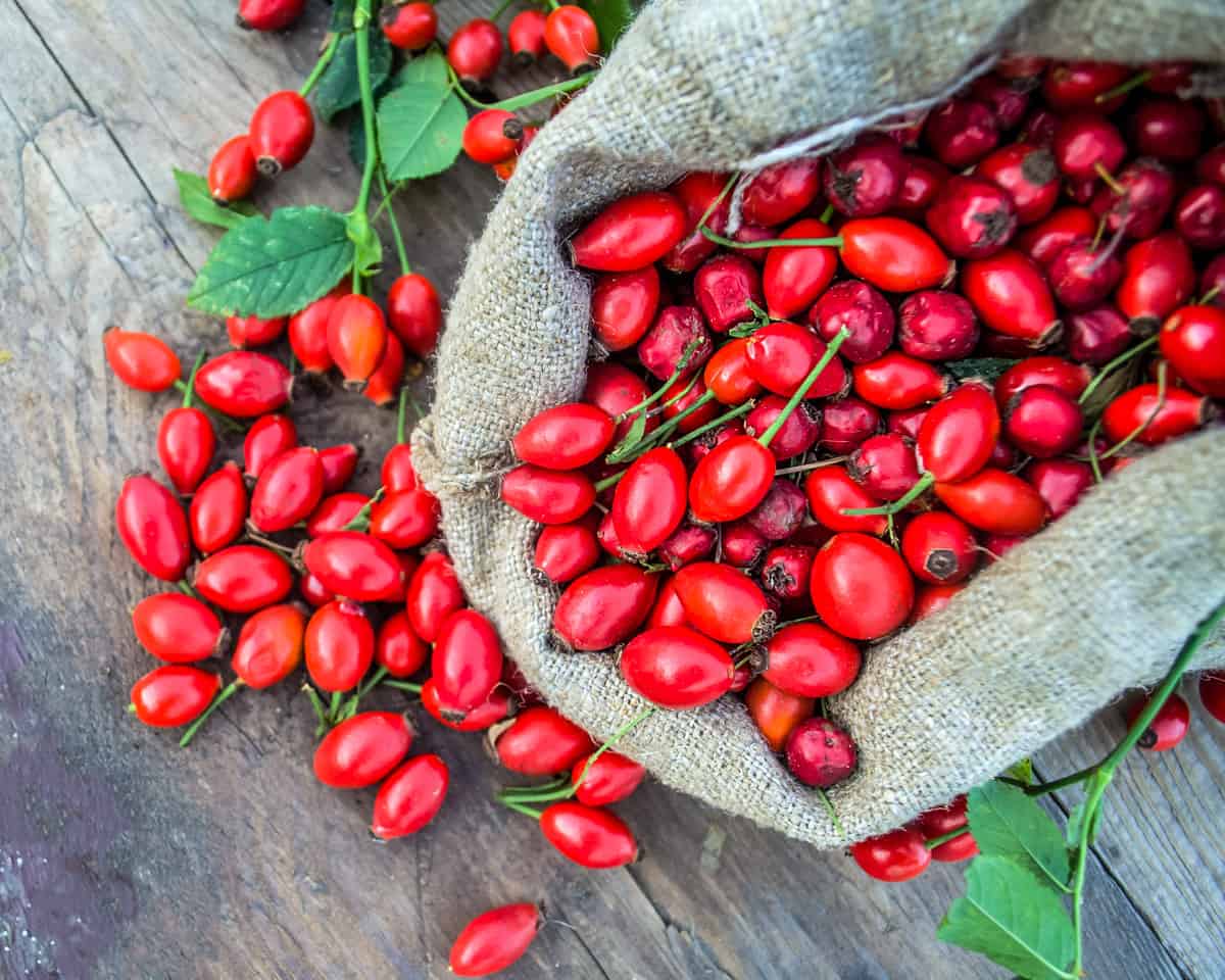 a burlap bag of foraged rose hips