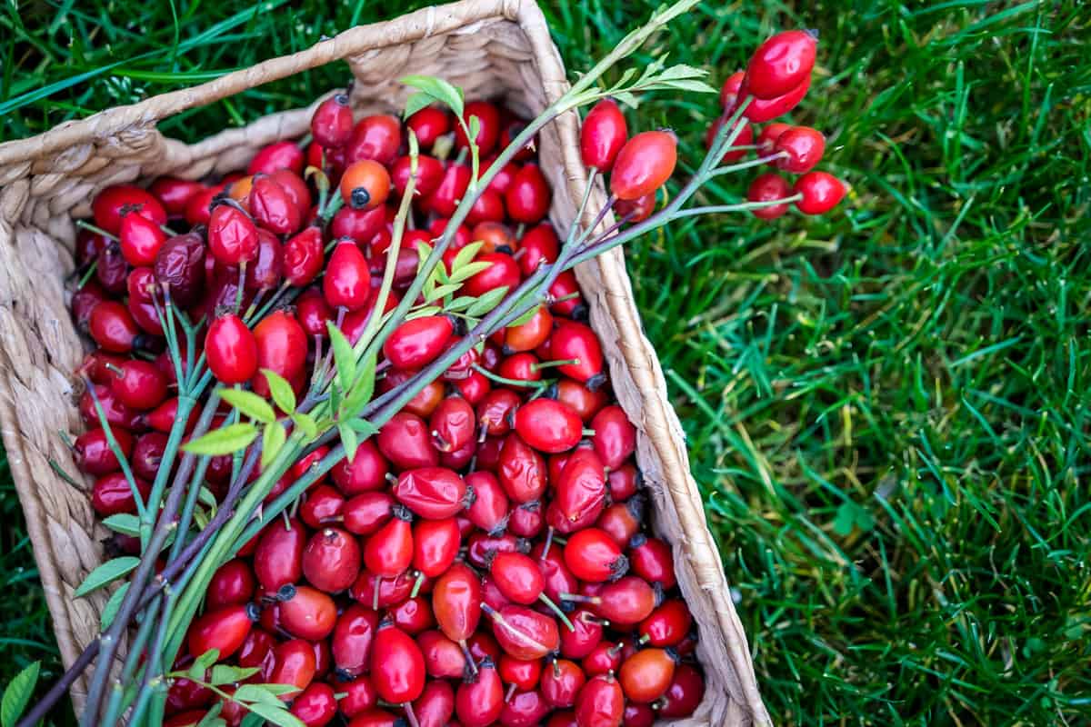 Foraging Rose Hips Wild Rose Identification Harvesting Uses Foraging Rose Hips Wild Rose Identification Harvesting Uses