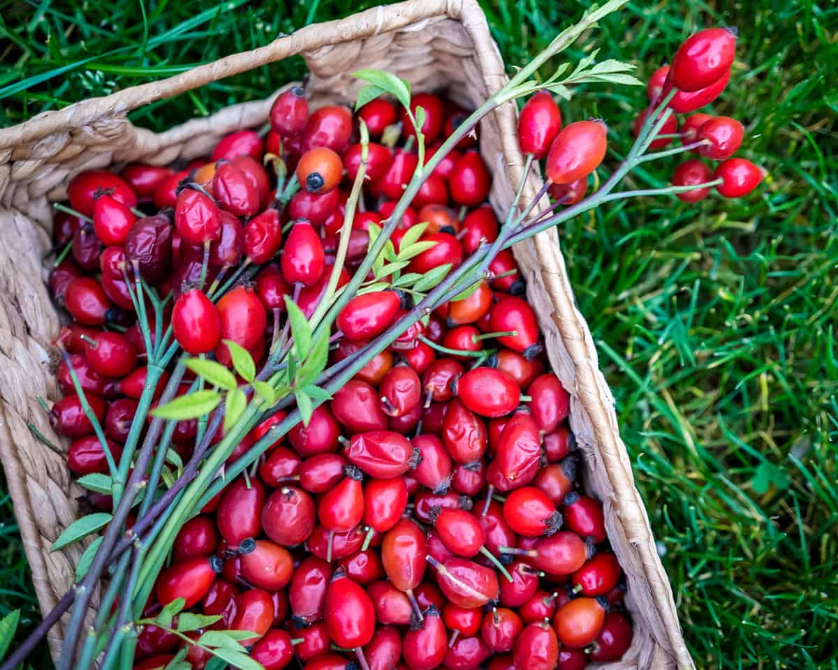 a basket of foraged rose hips sitting on the grass