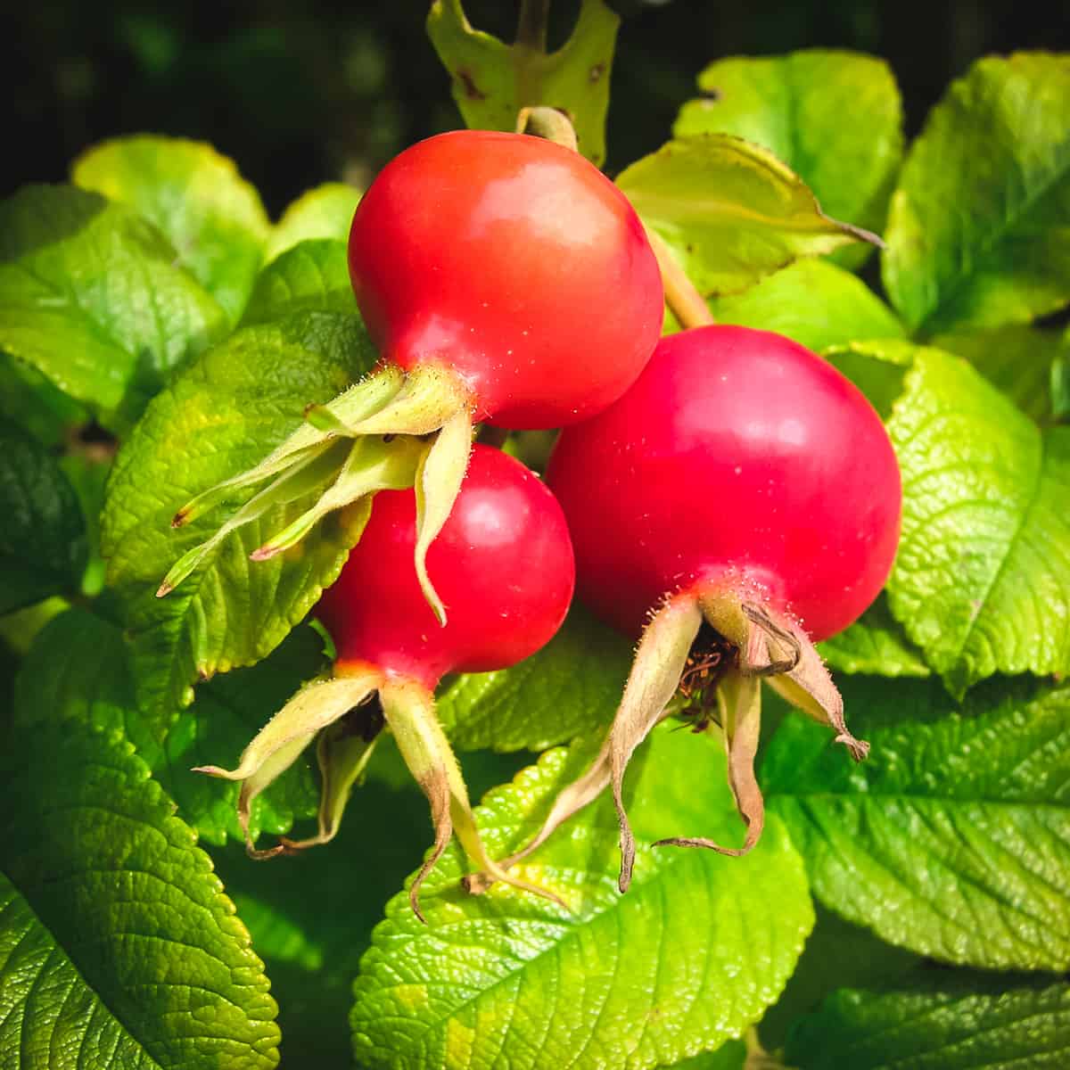 large round wild rose hips