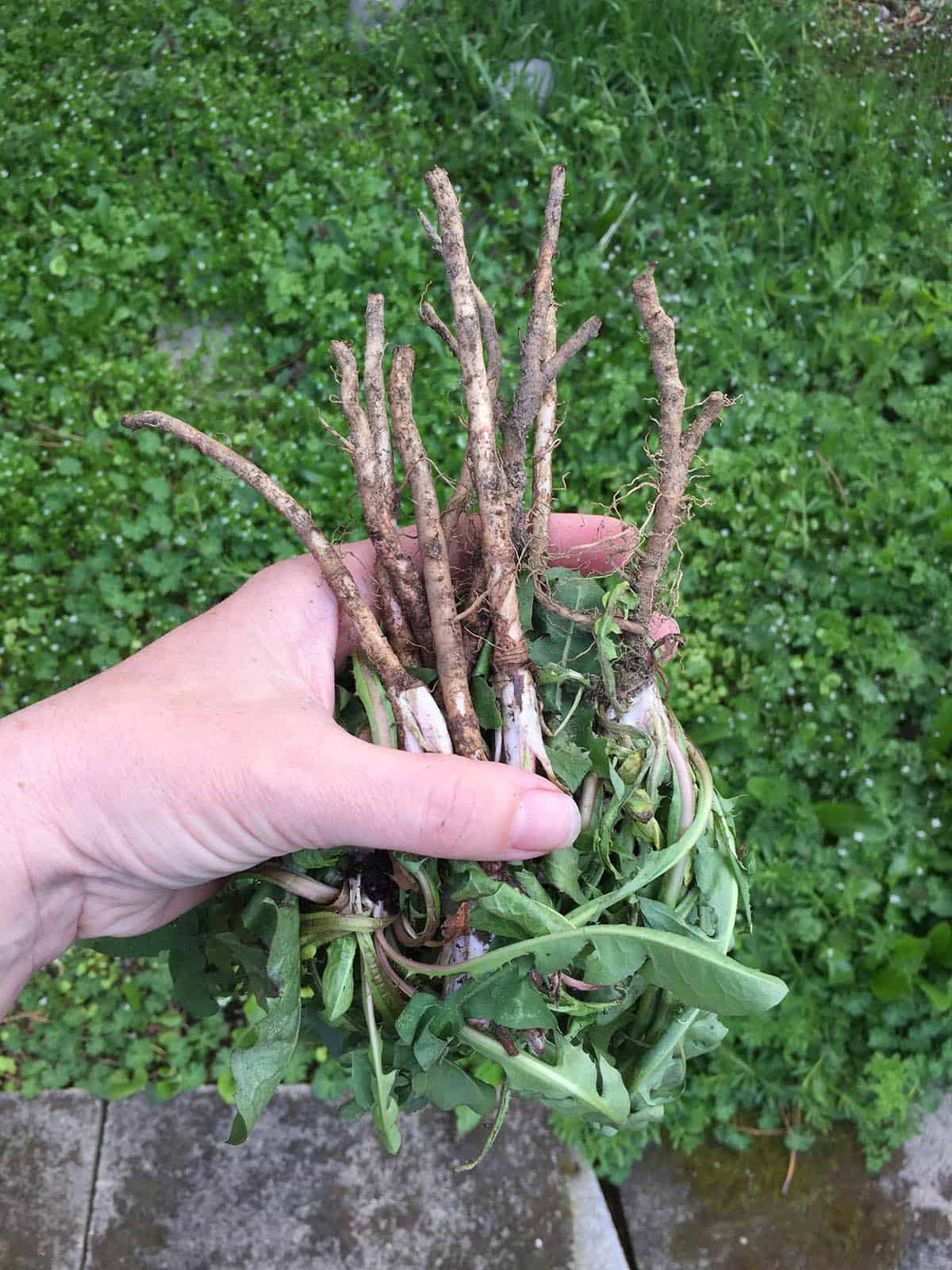 a hand holding foraged dandelion roots