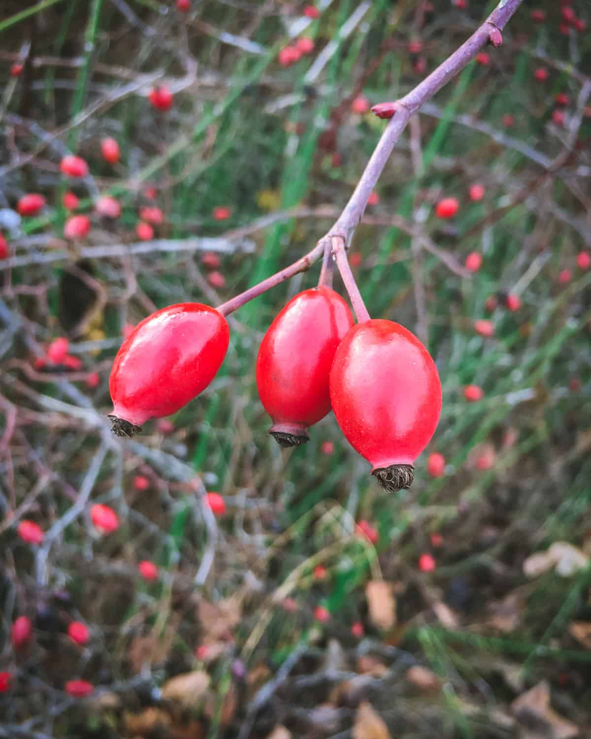 3 rose hips hanging from a branch. 
