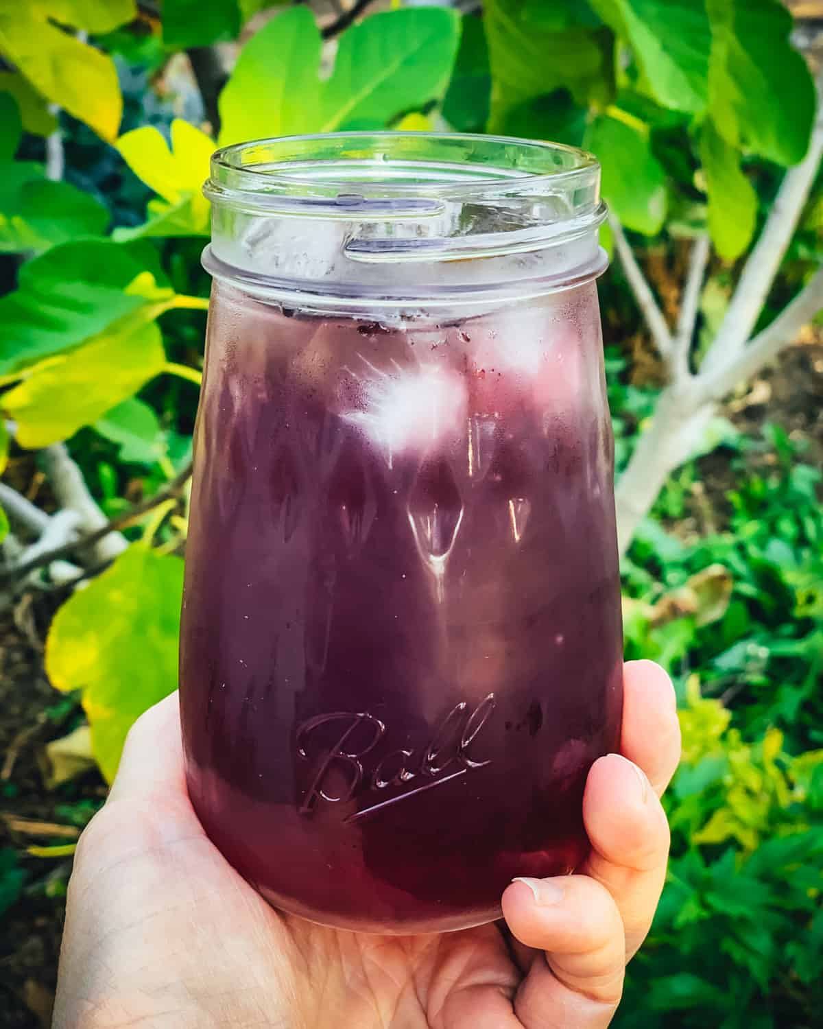 a hand holding elderberry cocktail in a ball flute jar