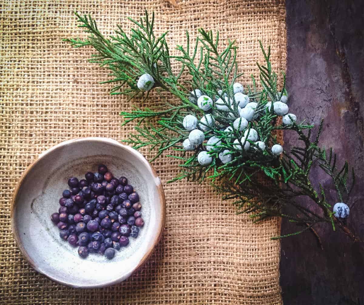 fresh and dried juniper berries