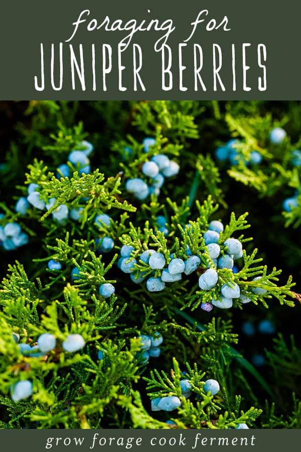 foraging for wild edible and medicinal juniper berries