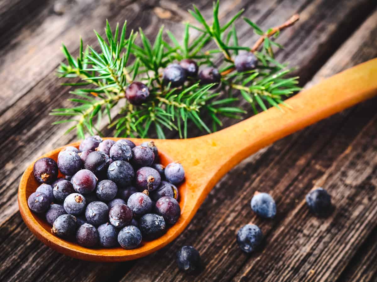 dried juniper berries on a wooden spoon