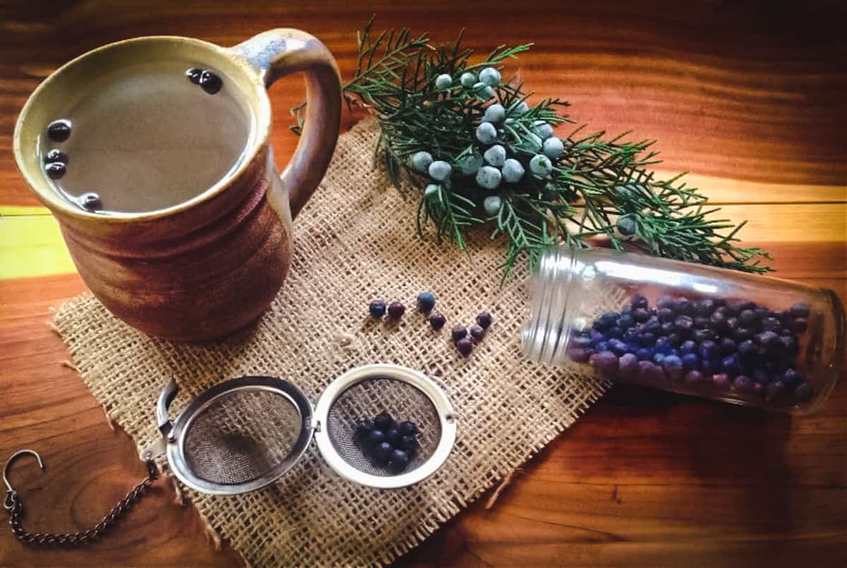 Juniper berries are commonly known as being a spice or being the flavoring for gin, but they have many other uses as well! Foraging for juniper berries is easy as juniper trees are fairly common. Learn more about foraging juniper berries and how to use them for food and medicine! a mug of juniper tea with fresh and dried juniper berries