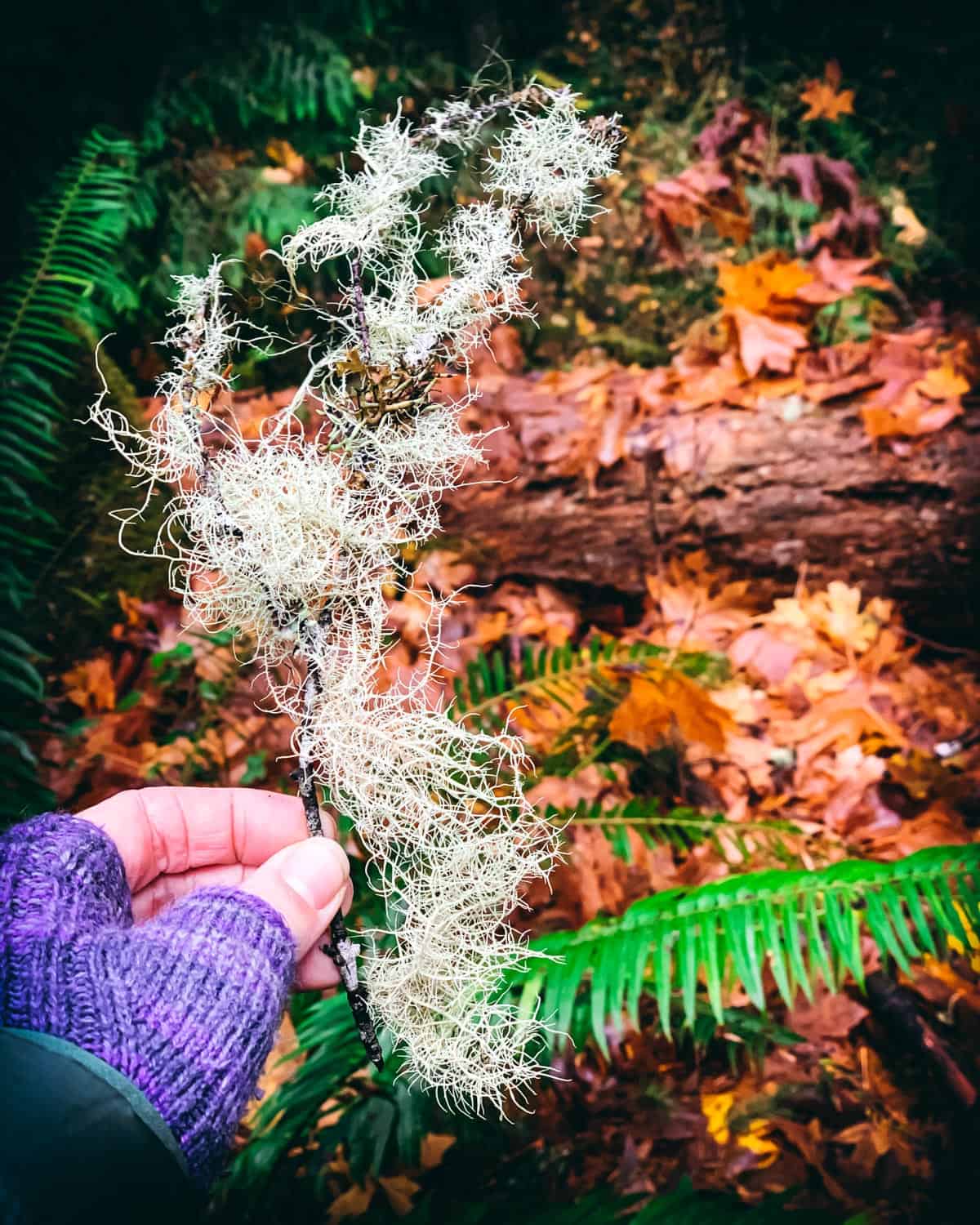a hand holding a twig covered in usena lichen