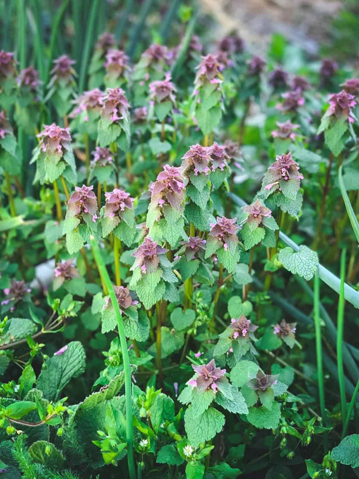 A wild patch of edible purple dead nettle plant. 