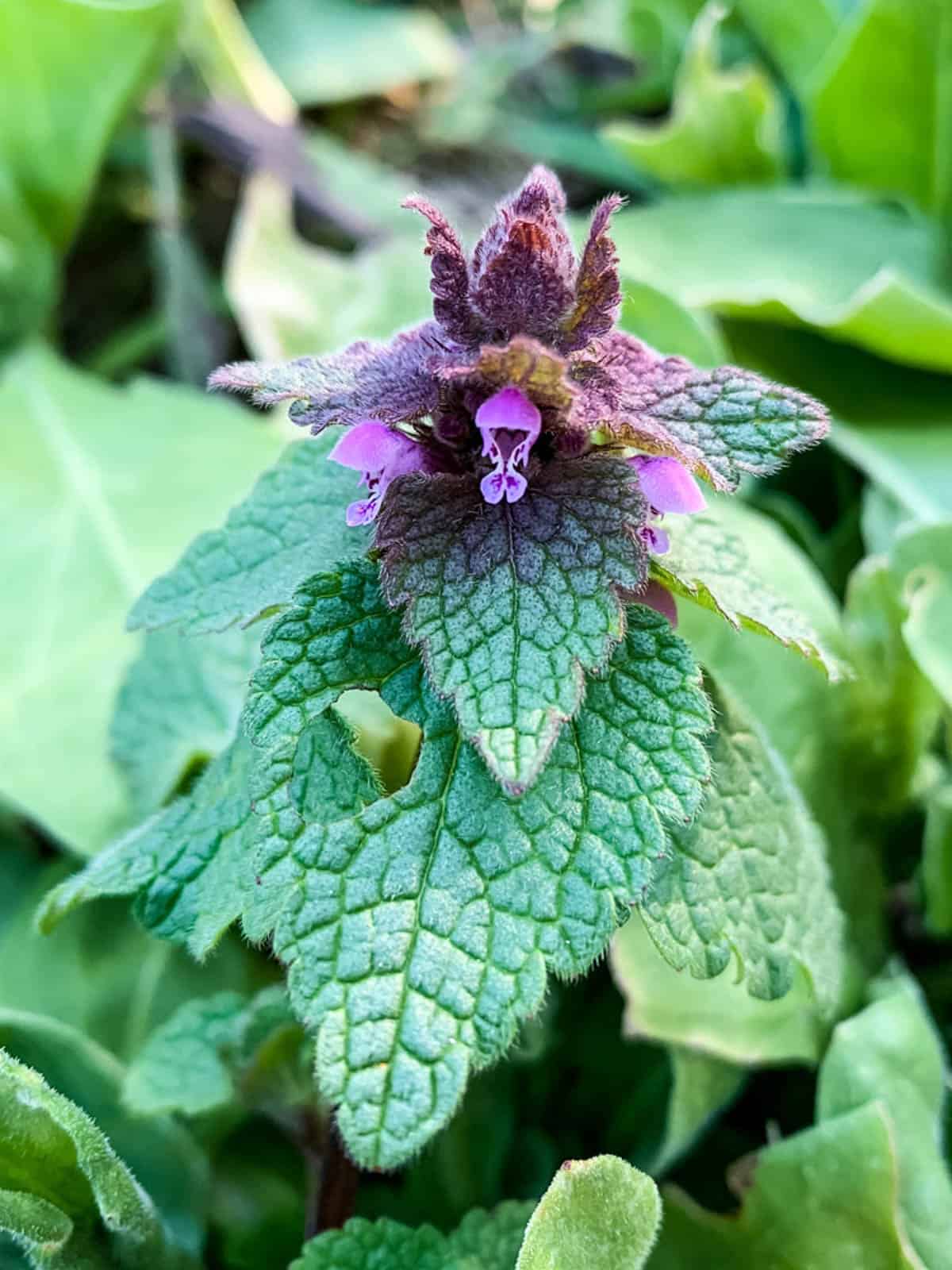 foraging for purple dead nettle plant