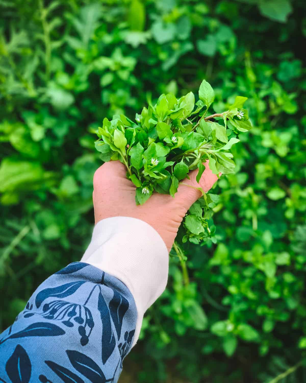 Foraging for chickweed is easy, and it may even be growing in your backyard! Learn everything you need to know about how to identify and forage for chickweed, and how to use it in recipes and for herbal remedies. a womans hand holding a bunch of freshly cut chickweed
