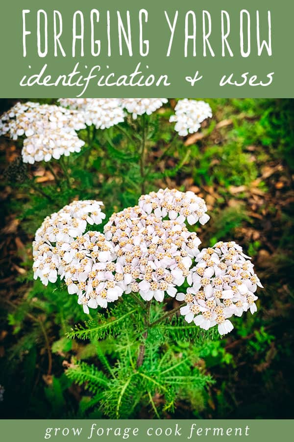 a yarrow plant showing the flowers and leaves