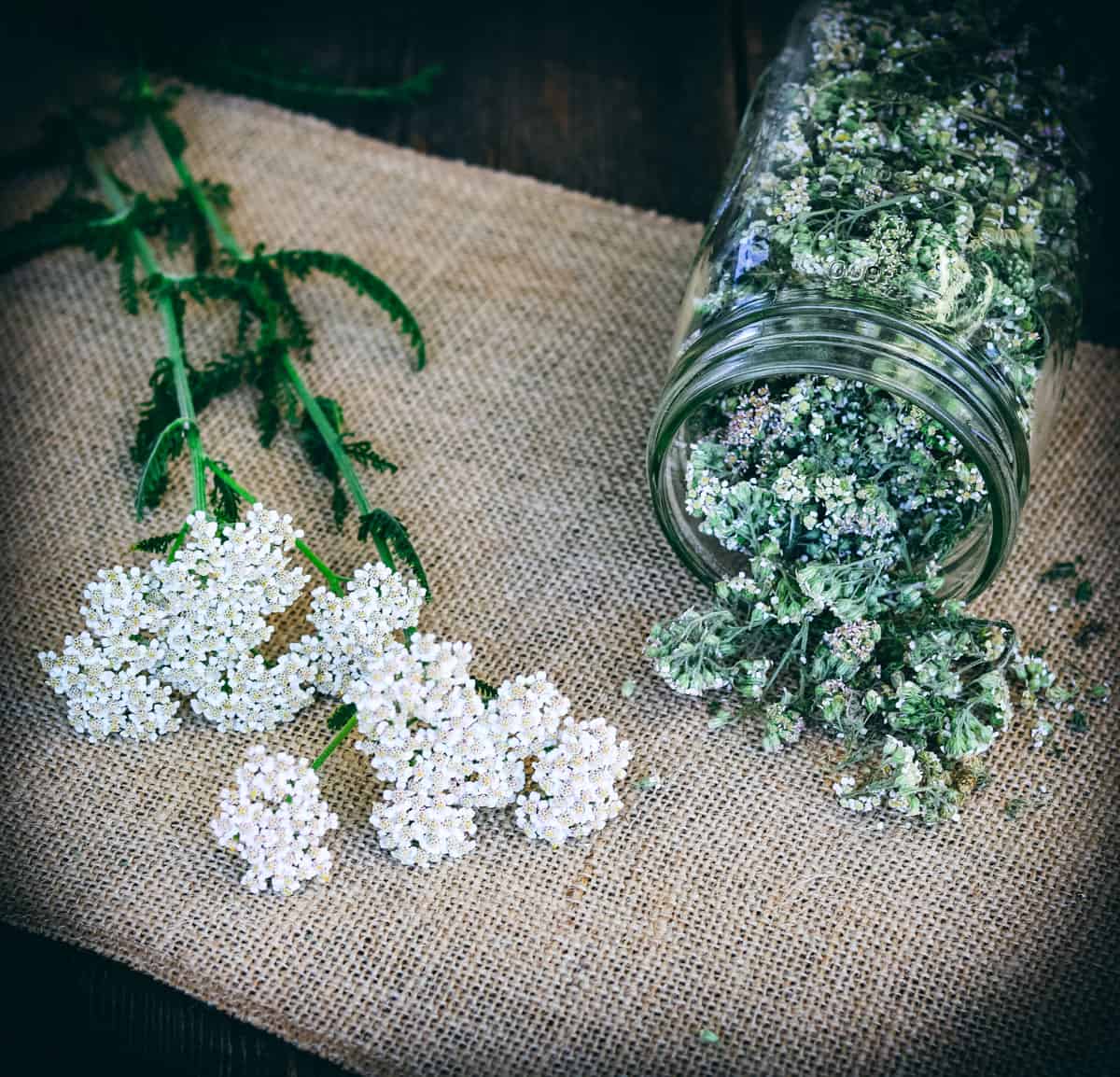 two stalks of fresh yarrow and a jar of dried yarrow flowers in a mason jar on a piece of burlap