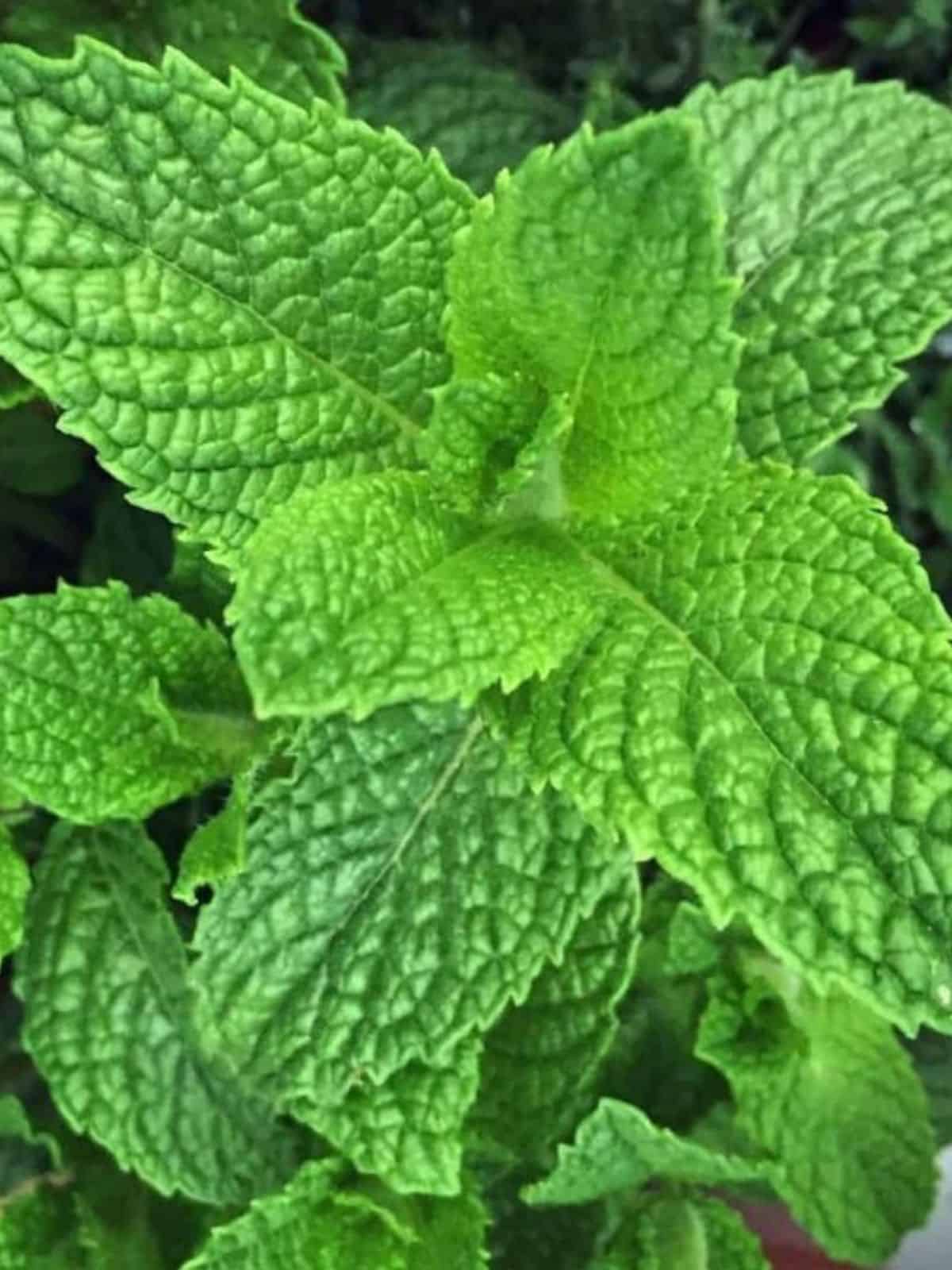 10 reasons to grow mint (without fear) - grow forage cook ferment