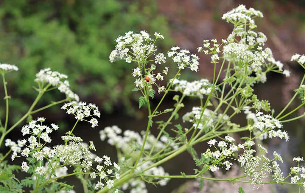 poison hemlock flowers