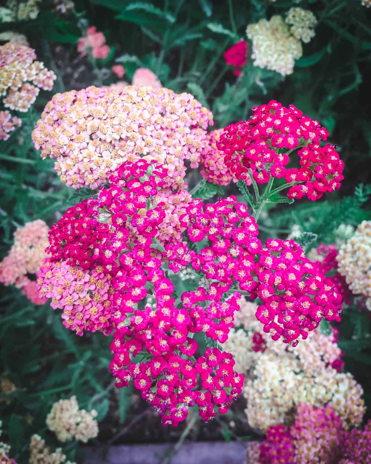 yarrow with light and dark pink flowers