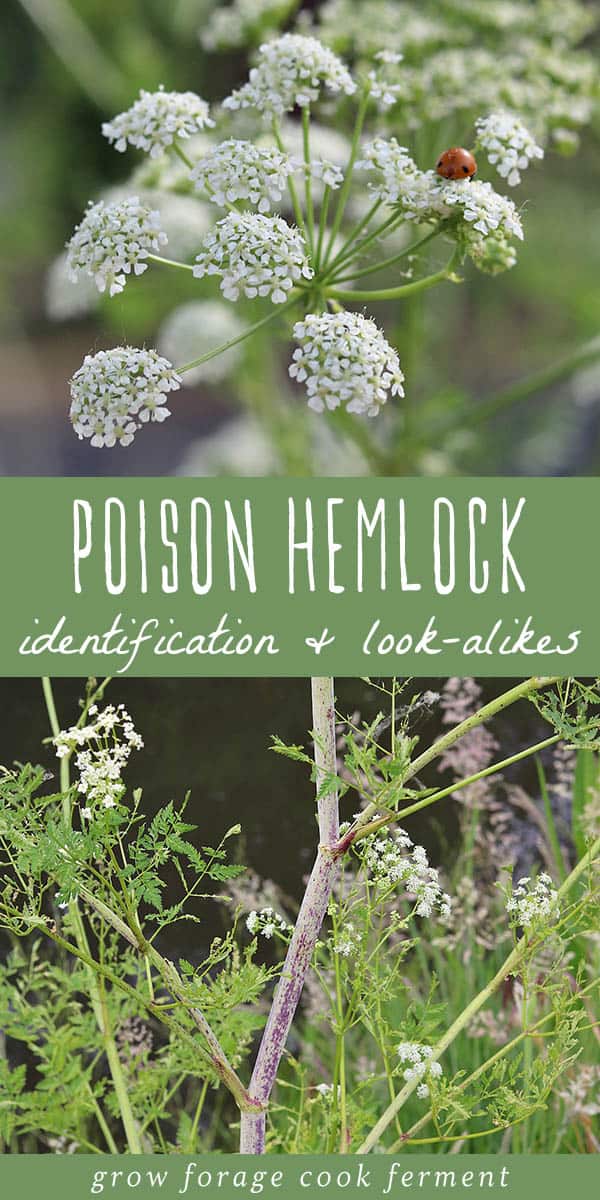Poison Hemlock How to Identify and Potential Lookalikes