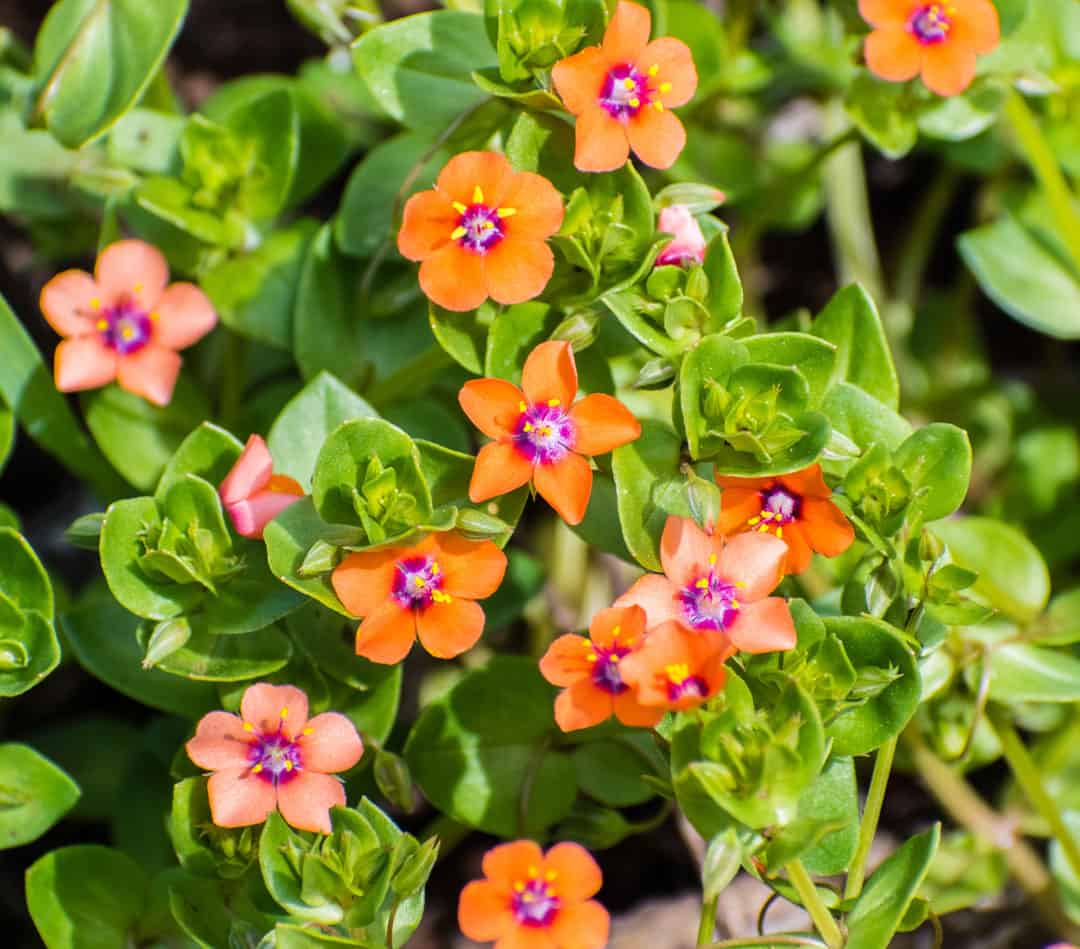 scarlett pimpernel plant with reddish orange flowers