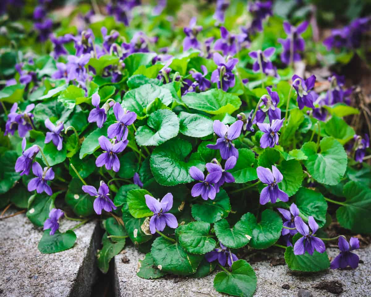 a patch of wild violet flowers