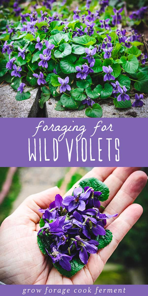 Foraging for Wild Violets an edible early spring flower