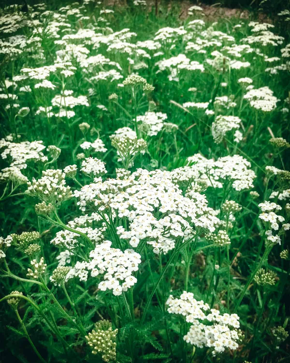 a field of yarrow plants