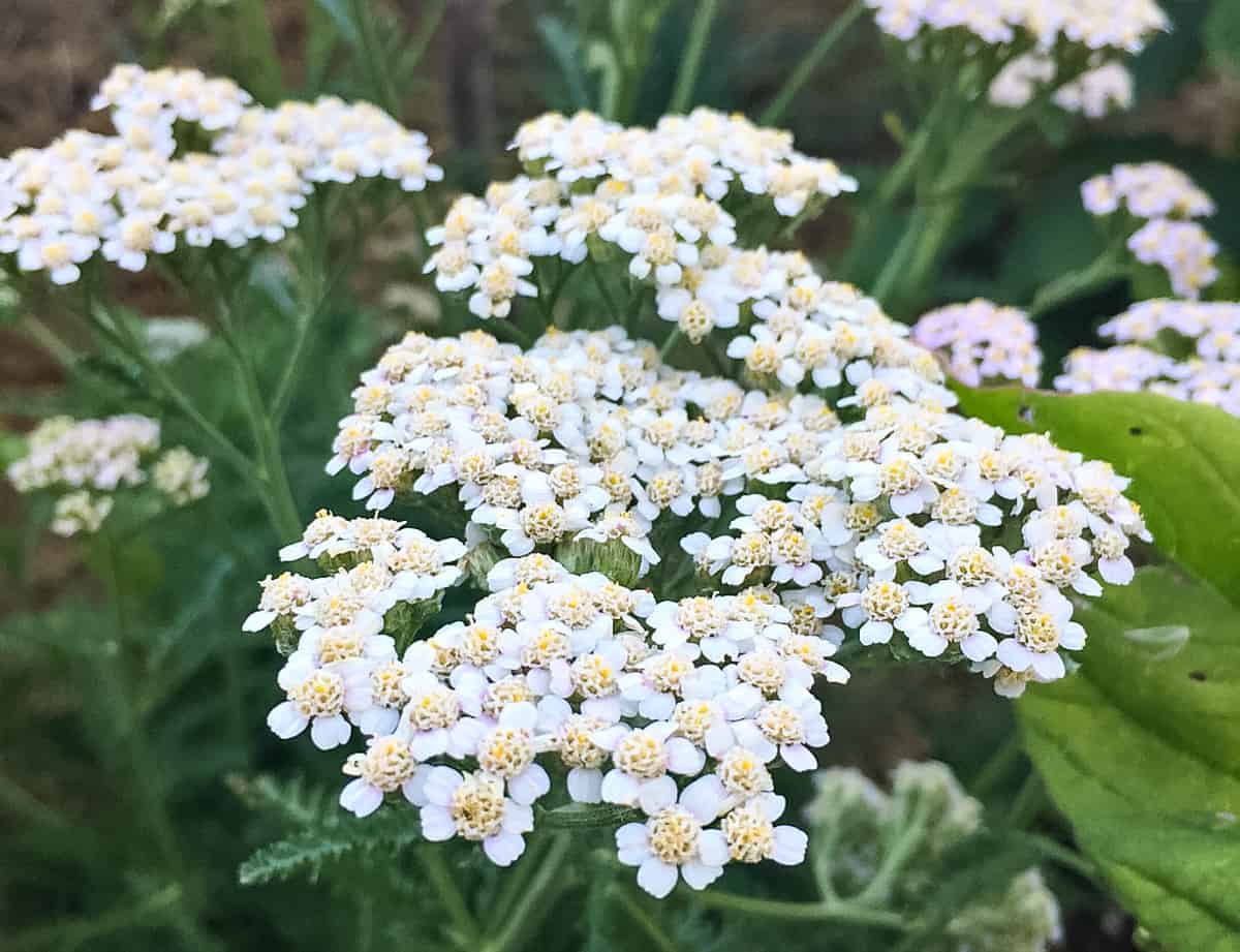 White yarrow flowers growing outside.