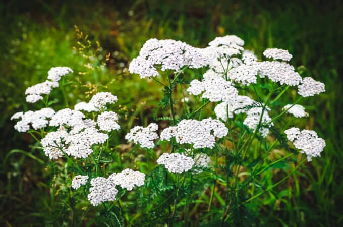 White yarrow flowers.